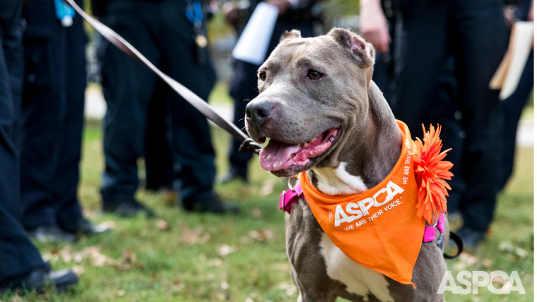 Jamie got a special day out with NYPD officers, to help her get some visibility, and hopefully help her get a home.