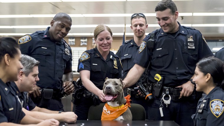 Jamie's got some friends in the NYPD.