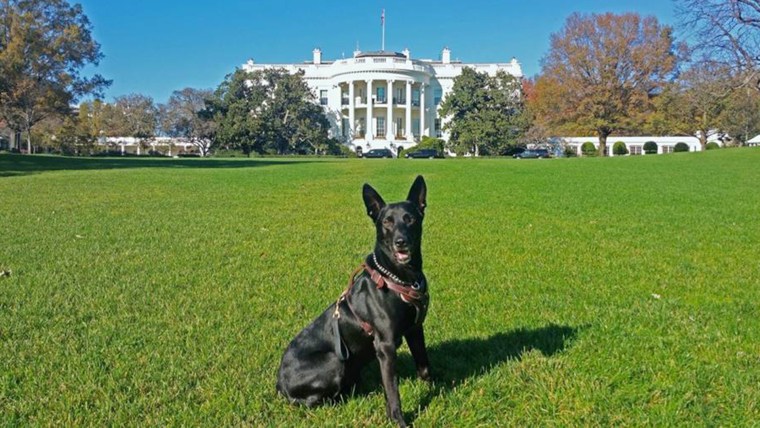 Secret Service dog Hurricane in front of the White House