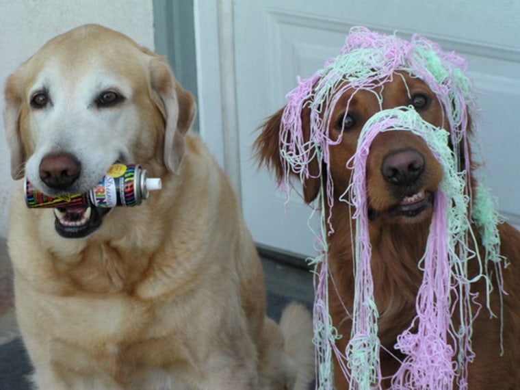 Surfing dog Ricochet with another dog, Rina