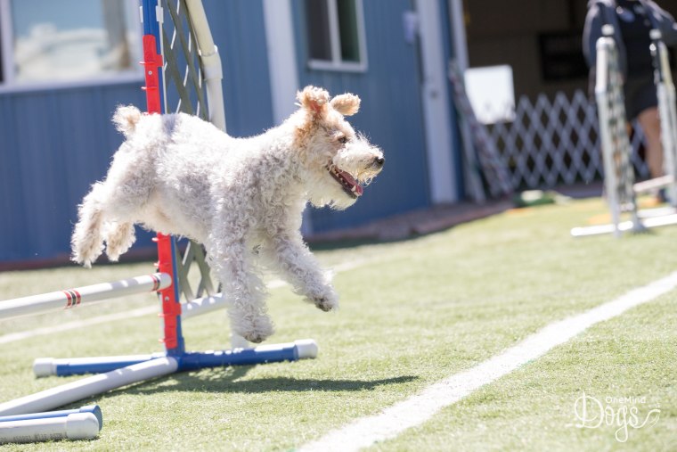 Tucker the champion agility wire fox terrier 