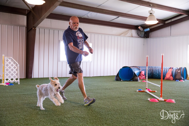 Veteran Jack Cotter and champion agility dog Tucker