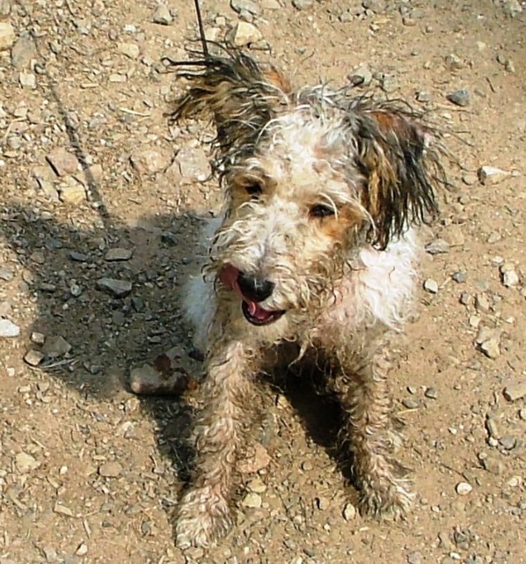 Veteran Jack Cotter's champion agility dog Tucker