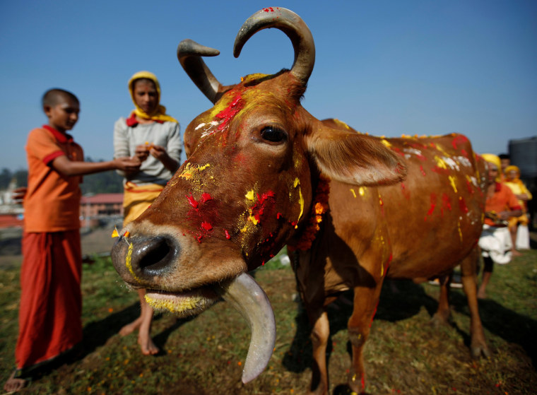 Image: A cow adorned with garlands and smeared with vermilion powder