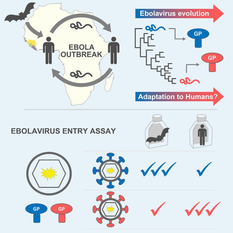 Image: This figure depicts the finding that the Ebola virus acquired amino acid substitutions in its glycoprotein that increased its tropism for human cells during the West African outbreak of 2013-2016.