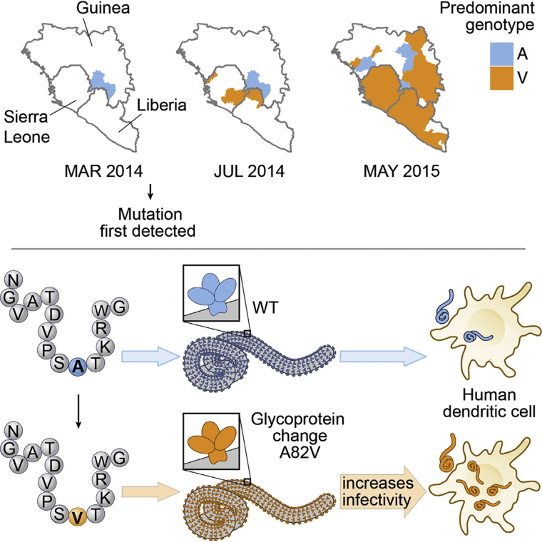 Image: This figure depicts the finding that an Ebola glycoprotein mutant that arose early during the West African epidemic increases infectivity of human cells and may have contributed to increased mortality.