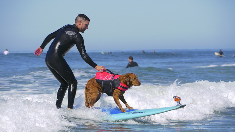 Randall Dexter and surf dog Ricochet riding the waves