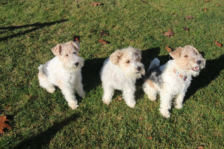 Jack Cotter's three wire fox terrier agility dogs