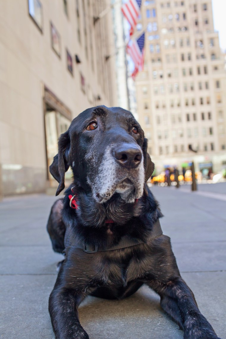 Chaney the retired military dog