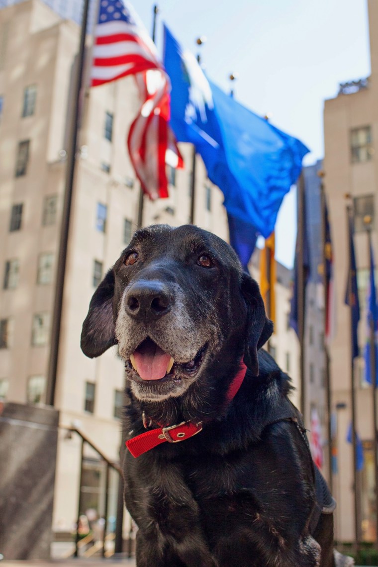 Chaney the retired military dog