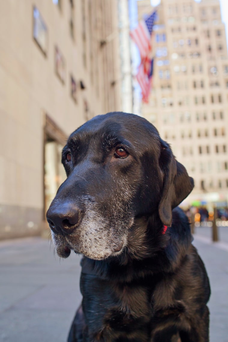 Chaney the retired military dog