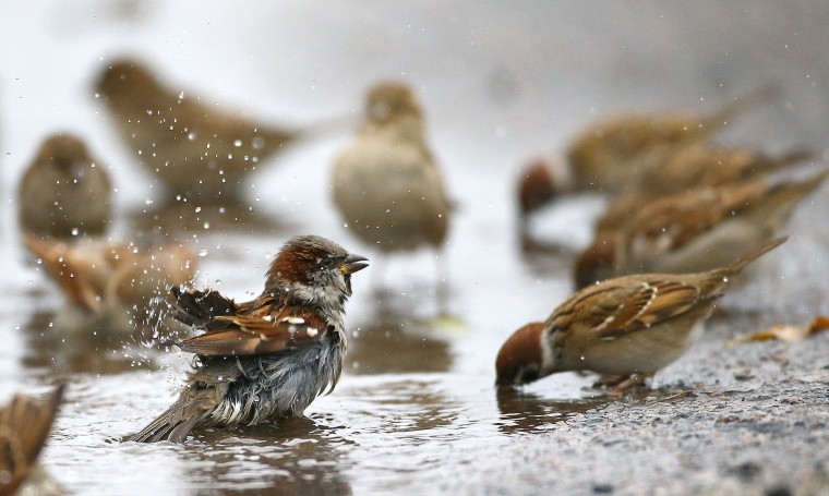 Image: Sparrows wash themselves and drink water from a puddle in the village of Vits