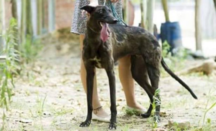 Image: A rescued greyhound