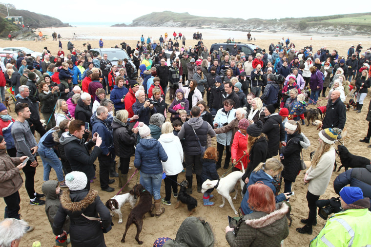 Hundreds of dog lovers turn out on a rainy day to share Walnut the dog's last walk