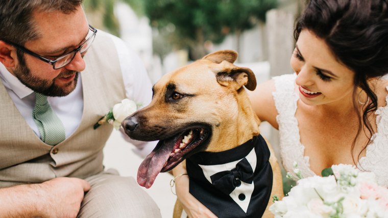 Couples are including dogs and pets at weddings