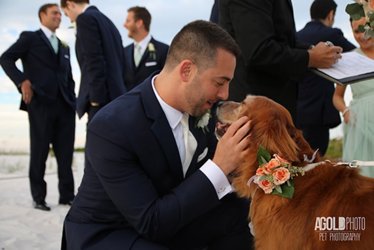 Many couples now include pets at their weddings