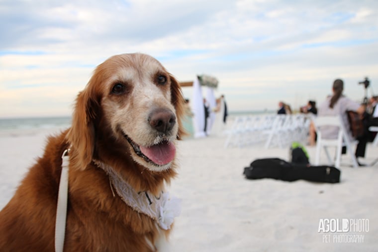 Dogs at weddings Brandy Anna and Aaron Shoopak