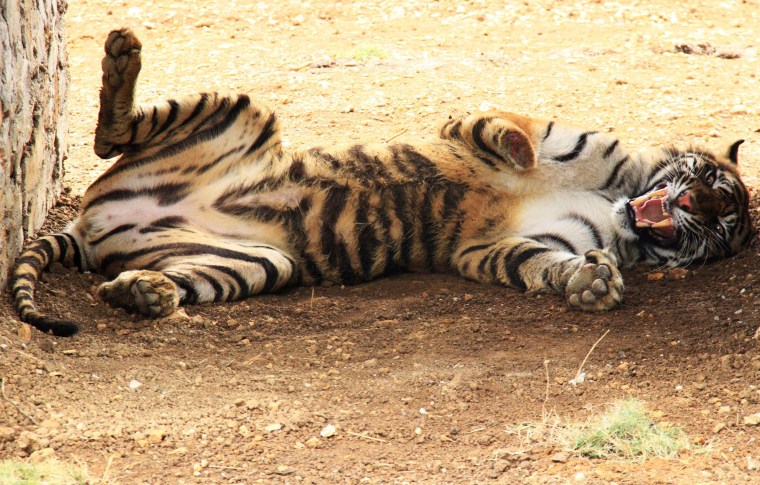 Image: INDONESIA-ANIMAL-TIGER