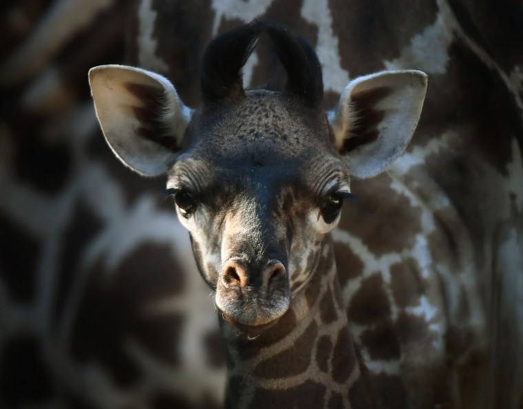 Image: US-ANIMAL-GIRAFFE