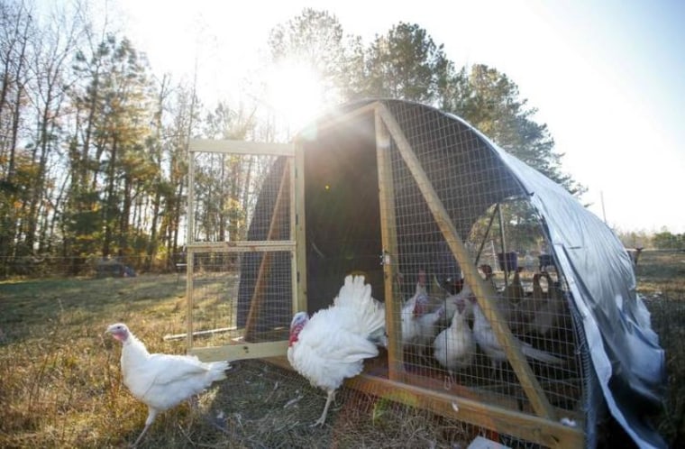 A group of Beltsville Small White turkeys are seen as they exit their coop at a farm in Wake Forest