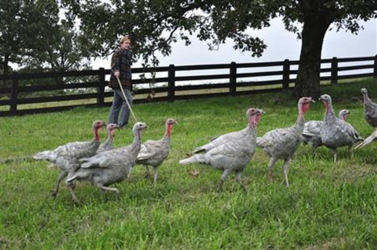 To match THANKSGIVING-TURKEYS/BREEDS