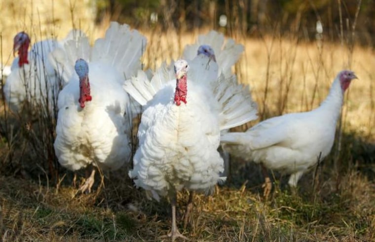 Beltsville Small White turkeys are seen at the farm of Julie Gauthier in Wake Forest