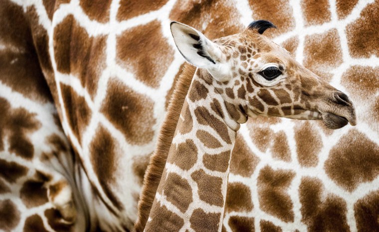 Image: Giraffe in Amsterdam zoo