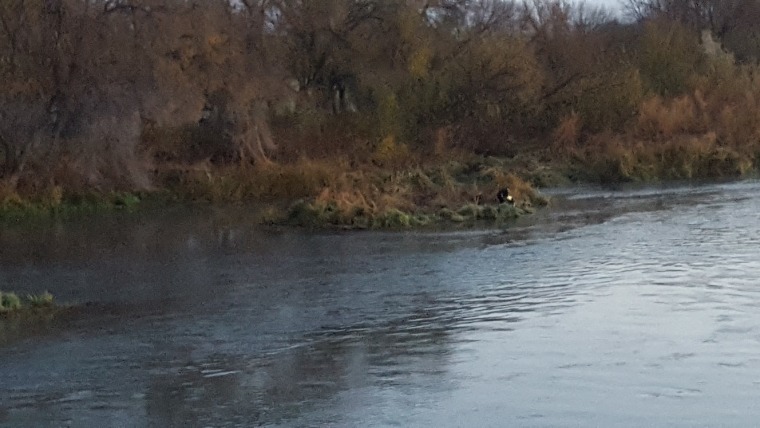 Image: The island in the Snake River where Steven Arrasmith swam