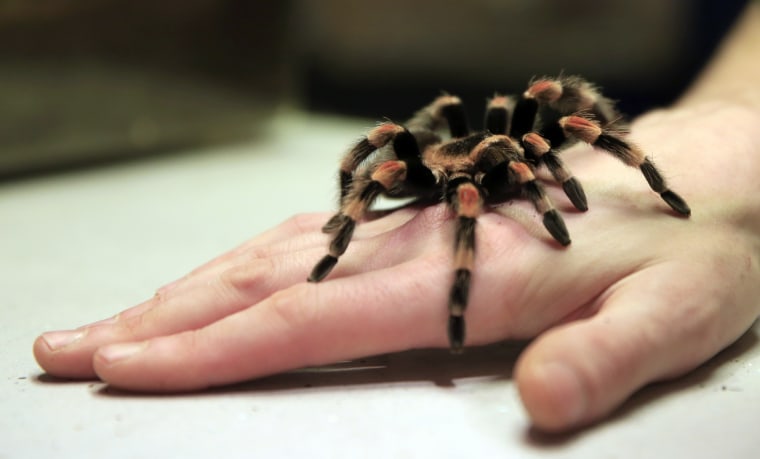 Image: A Mexican redknee tarantula spider 