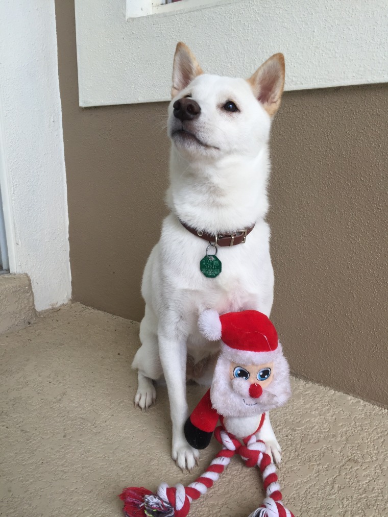 Dog favorite deals toy santa