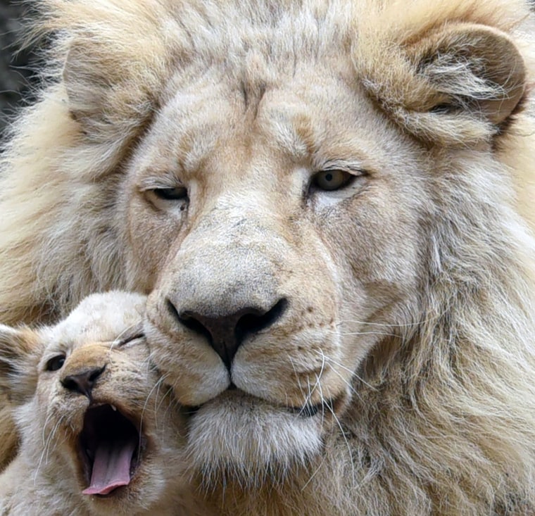 Image: GEORGIA-ANIMALS