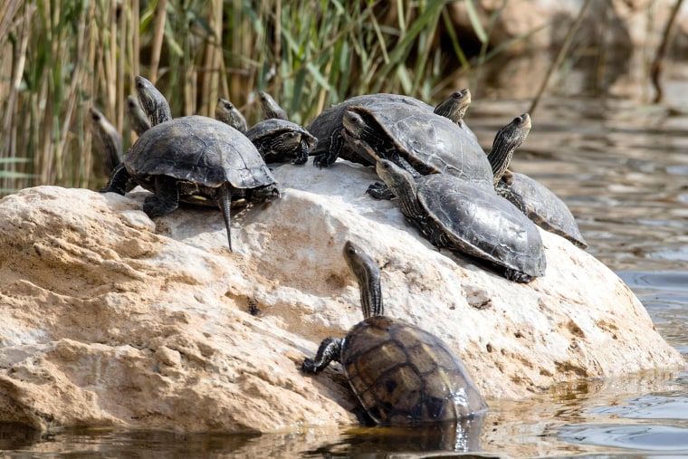 Image: ISRAEL-NATURE-ANIMAL