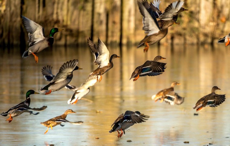 Image: FRANCE-HEALTH-DUCK-BIRD-FLU