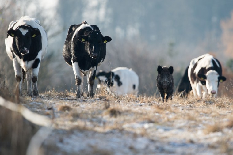 Image: GERMANY-ANIMALS-WILD-BOAR-CATTLE
