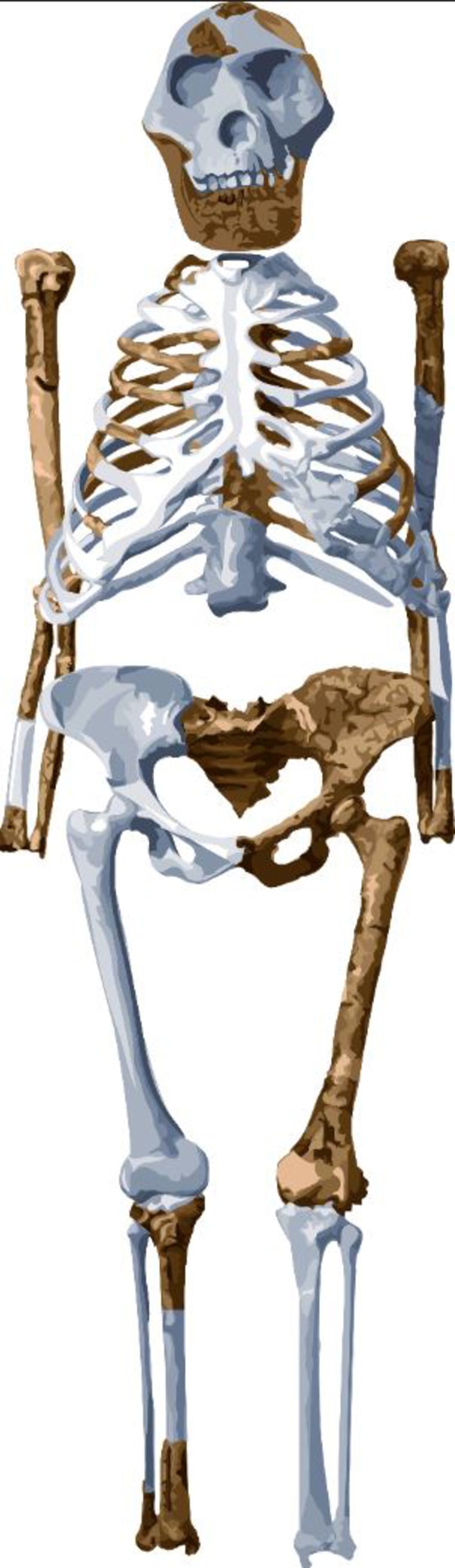 Reconstruction of the famous 3.2 million year old remains of a relatively complete skeleton known as Lucy.