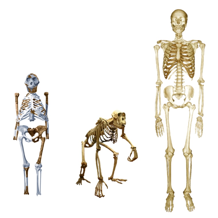 Comparison of elements of Lucy's skeleton against the same elements of a chimpanzee and modern human.