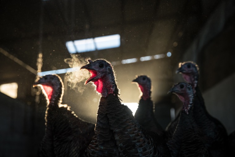 Image: Lydiard Turkeys Prepare For Christmas