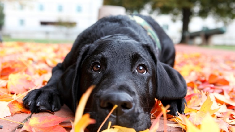 TODAY's puppy with a purpose, Charlie