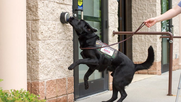 A black labrador retriever mid push of a handicap door button. Because the button is above his nose level, he is standing on his hind legs to reach the button.
