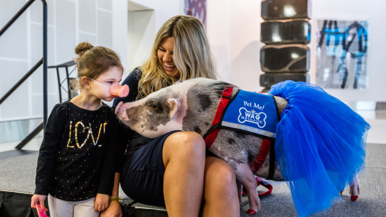 Lilou the therapy pig spreads smiles at SFO