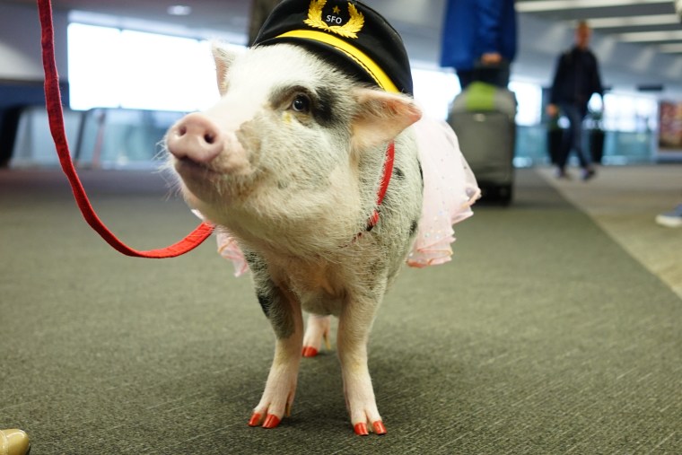 LiLou the therapy pig