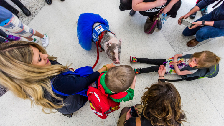 LiLou the airport therapy pig