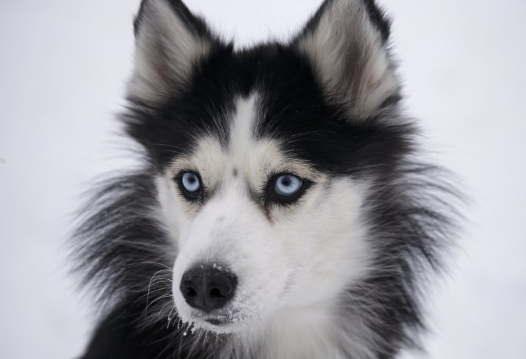 Image: A Husky dog looks on before a sled and skijoring race outside Yekaterinburg