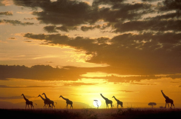 Image: Masai Mara, Kenya