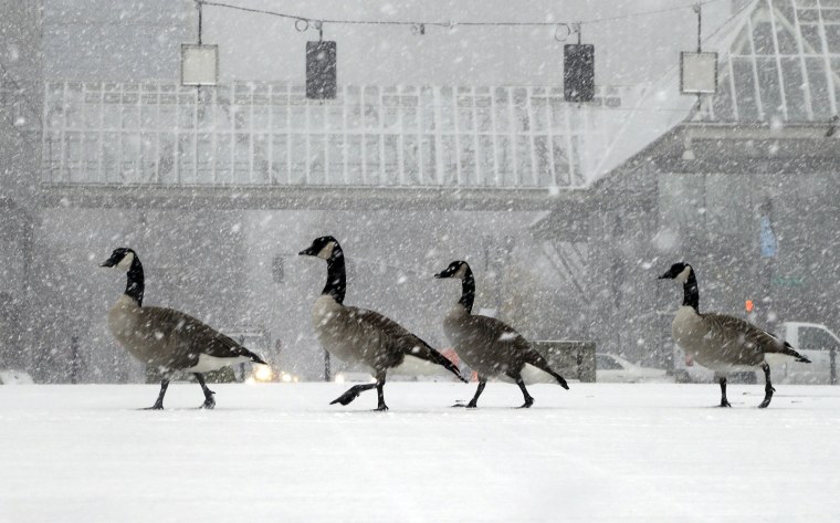 Image: Geese walk along the snow covered waterfront park through heavy snowfall as the first winter storm of the season hits the area in Portland