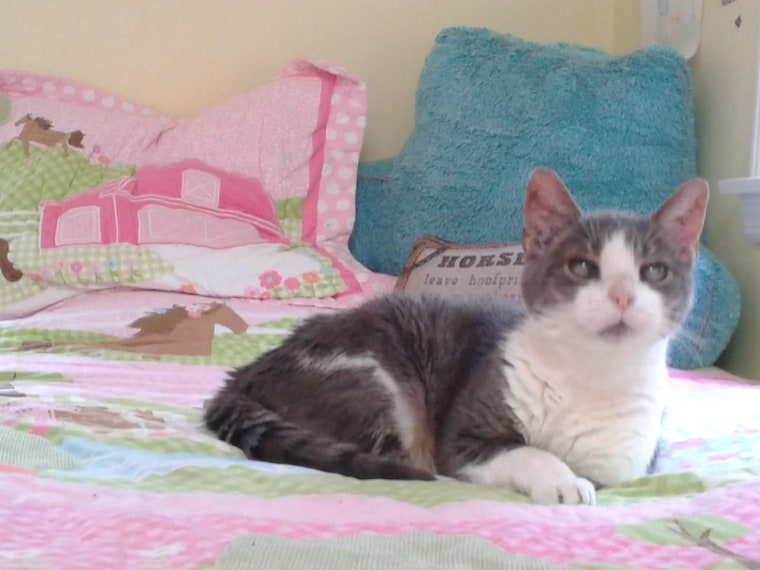 Greyson the senior hospice cat