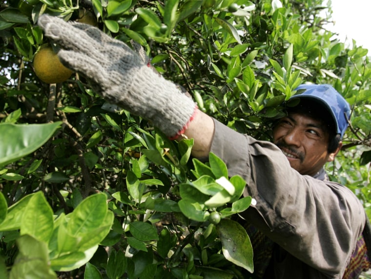 Farmworkers in central Fla.