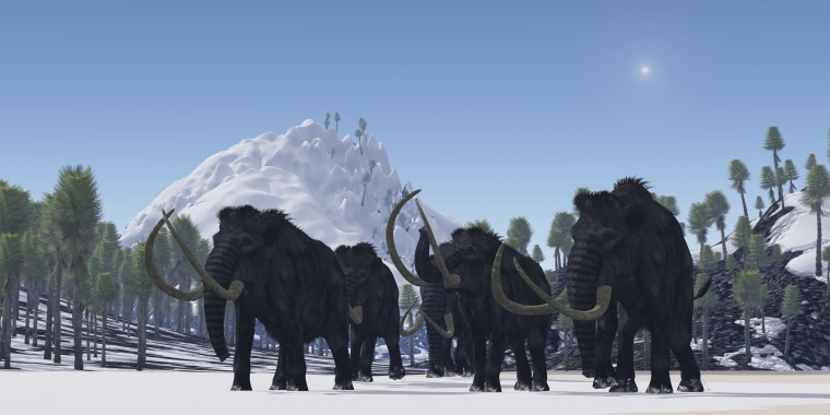 A herd of Woolly Mammoths migrate to a warmer climate in the Pleistocene Age.