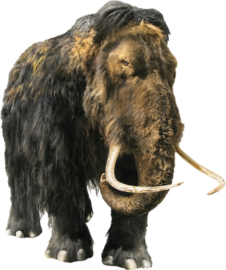 Woolly Mammoth