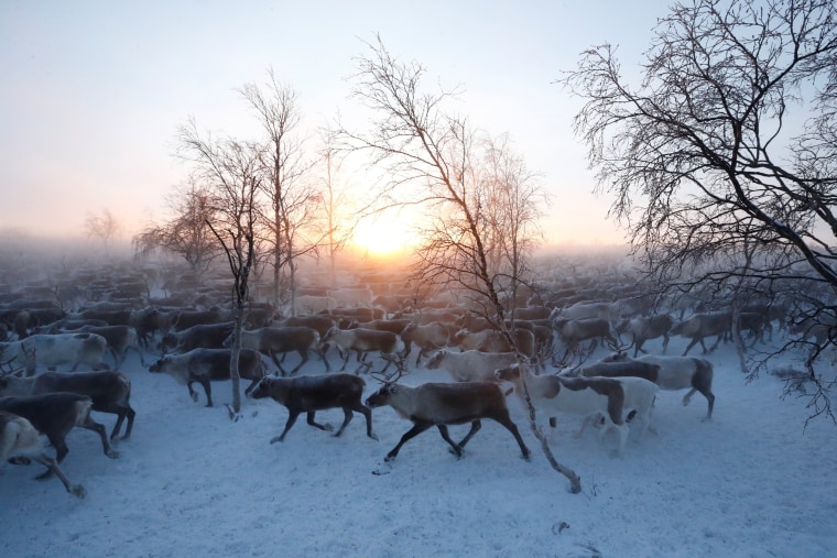Image: The Wider Image: Reindeer herding in Russia's Arctic